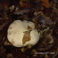 Гриб из Анапа