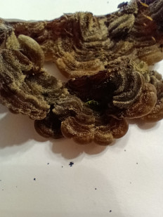 Гриб из Краснодар