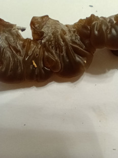 Гриб из Краснодар