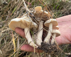 Гриб из Днепр