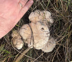 Гриб из Днепр