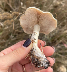 Гриб из Днепр