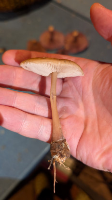 Гриб из Москва