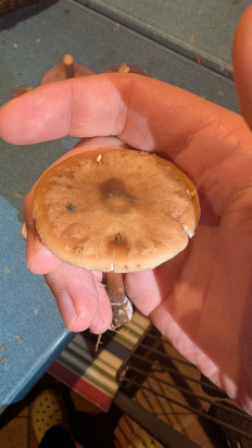 Гриб из Москва