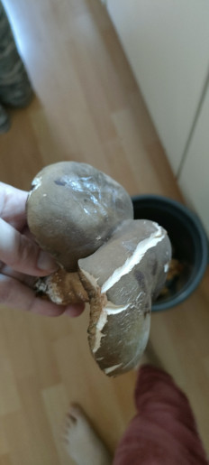 Гриб из Wangen im Allgäu