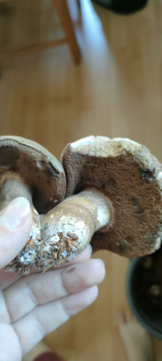 Гриб из Wangen im Allgäu