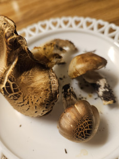 Гриб из Лена, Инландет