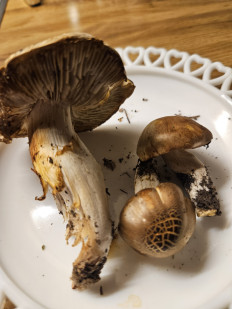 Гриб из Лена, Инландет