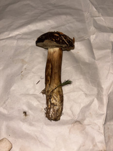 Гриб из Eupen (Бельгия)