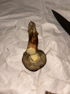 Гриб из Eupen (Бельгия)