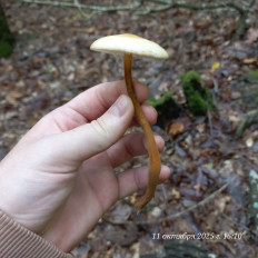 Гриб из Анапа