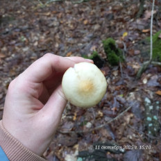 Гриб из Анапа