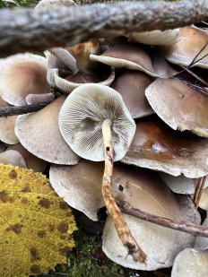 Гриб из Кольчугино