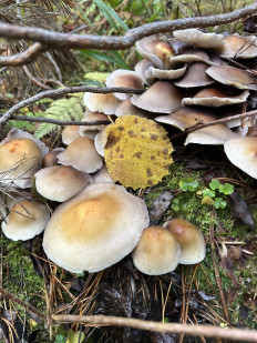 Гриб из Кольчугино