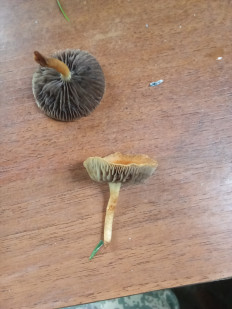 Гриб из Бендеры