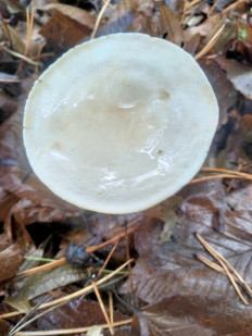 Гриб из Киев