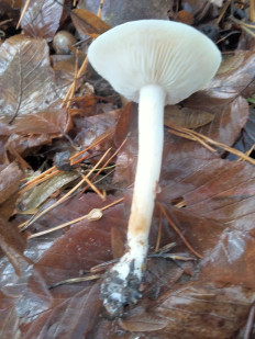 Гриб из Киев