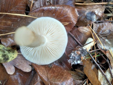 Гриб из Киев