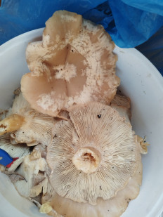 Гриб из Воронеж