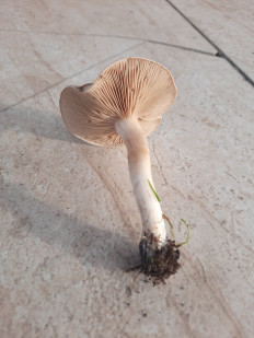 Гриб из Гомель