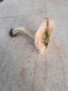 Гриб из Гомель