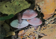 Mycena pura - Мицена чистая