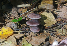 Mycena pura - Мицена чистая