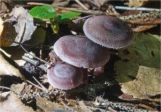 Mycena pura - Мицена чистая