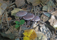 Mycena pura - Мицена чистая