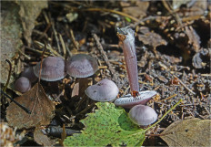 Mycena pura - Мицена чистая