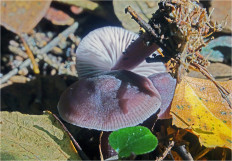 Mycena pura - Мицена чистая