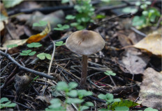 Гриб из Москва