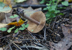 Гриб из Москва