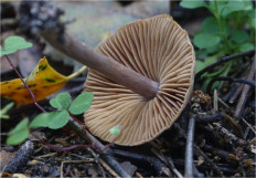 Гриб из Москва