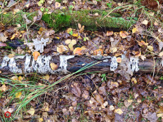 Гриб из Москва