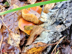 Гриб из Москва