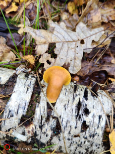 Гриб из Москва