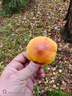 Гриб из Москва