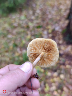 Гриб из Москва