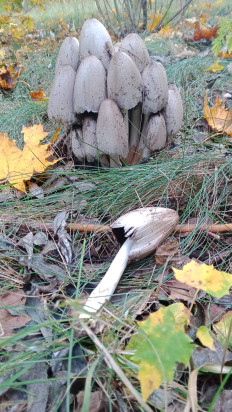 Гриб из Гомель. 5а ми.. нБеларусь