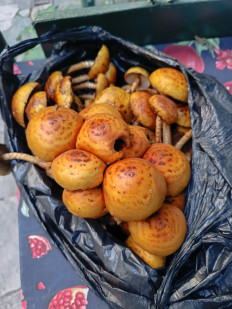 Гриб из Тбилиси