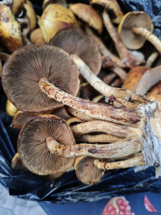 Гриб из Тбилиси