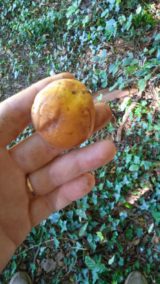 Гриб из Шутетталь