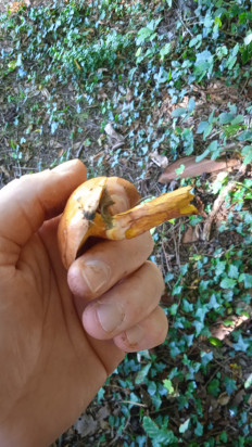 Гриб из Шутетталь