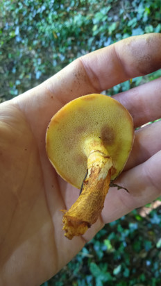 Гриб из Шутетталь