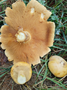 Феолепиота золотистая