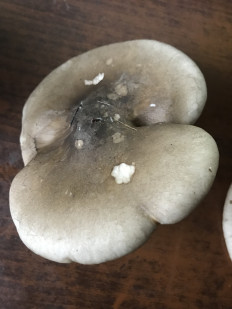 Гриб из Москва,поселения Рязановское,пос.Знамя Октября