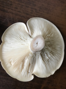 Гриб из Москва,поселения Рязановское,пос.Знамя Октября