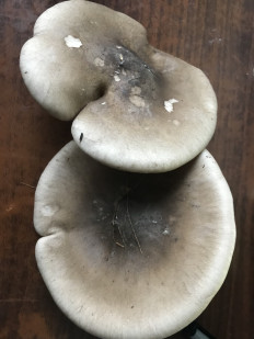 Гриб из Москва,поселения Рязановское,пос.Знамя Октября