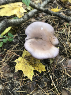 Гриб из Москва,поселения Рязановское,пос.Знамя Октября